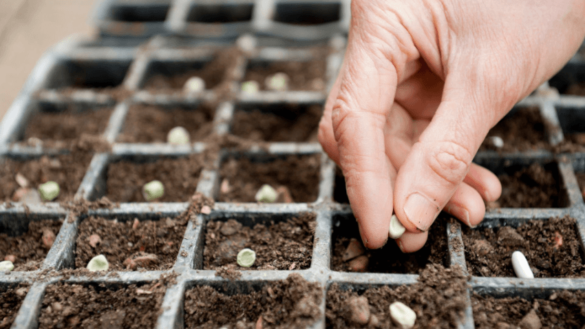 germinação de sementes