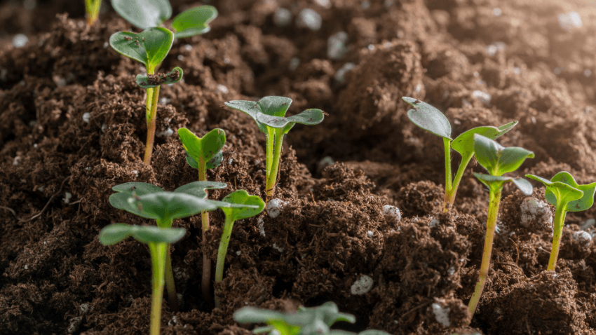 germinação de sementes