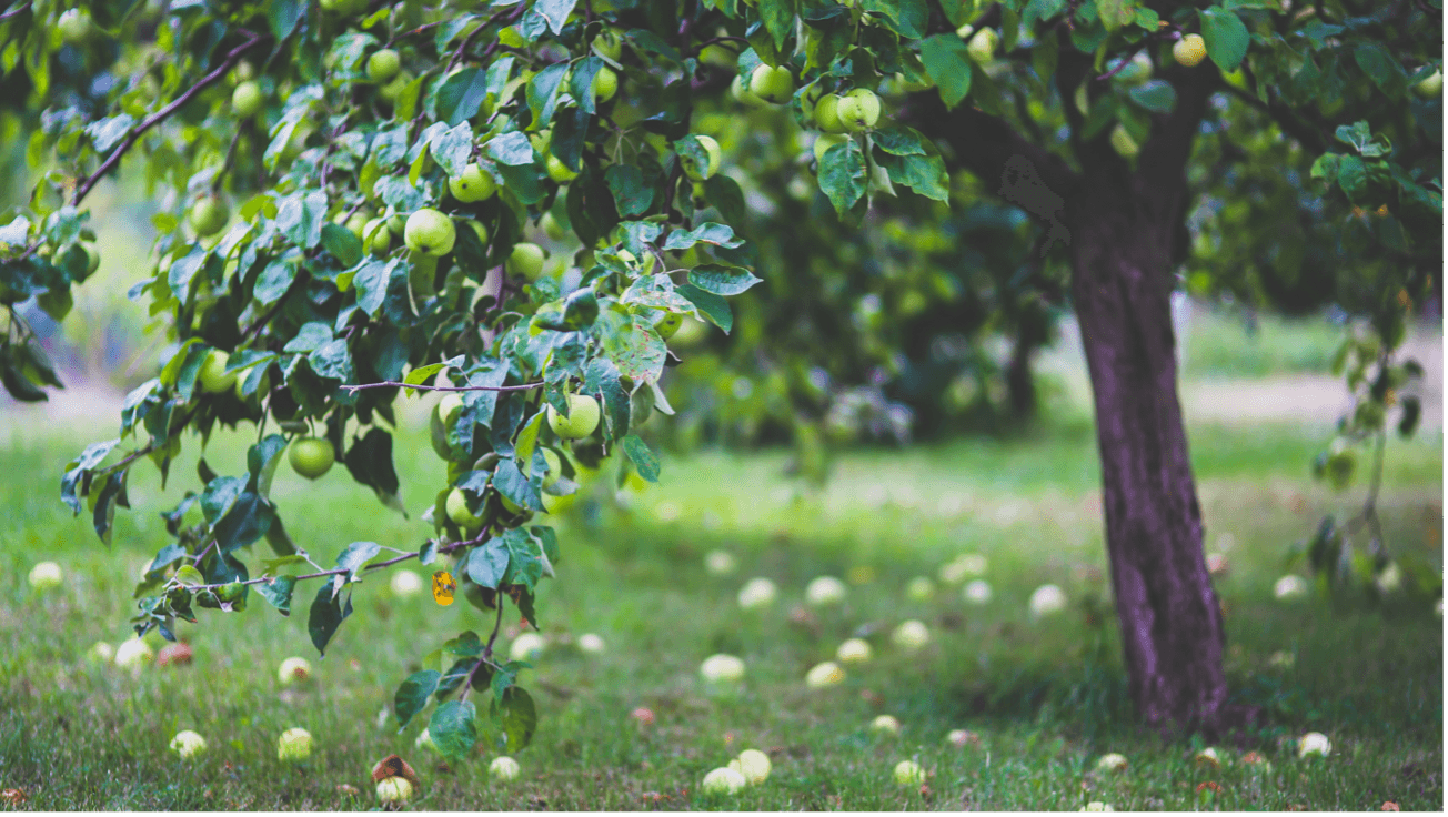 arvores de fruto_1