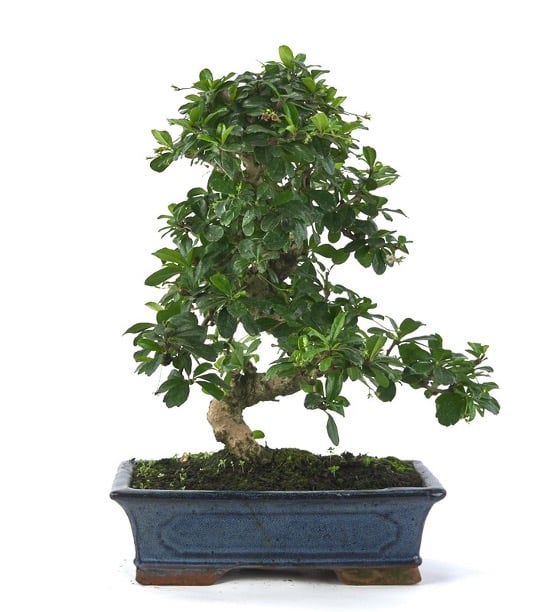 Tipos de bonsai de interior