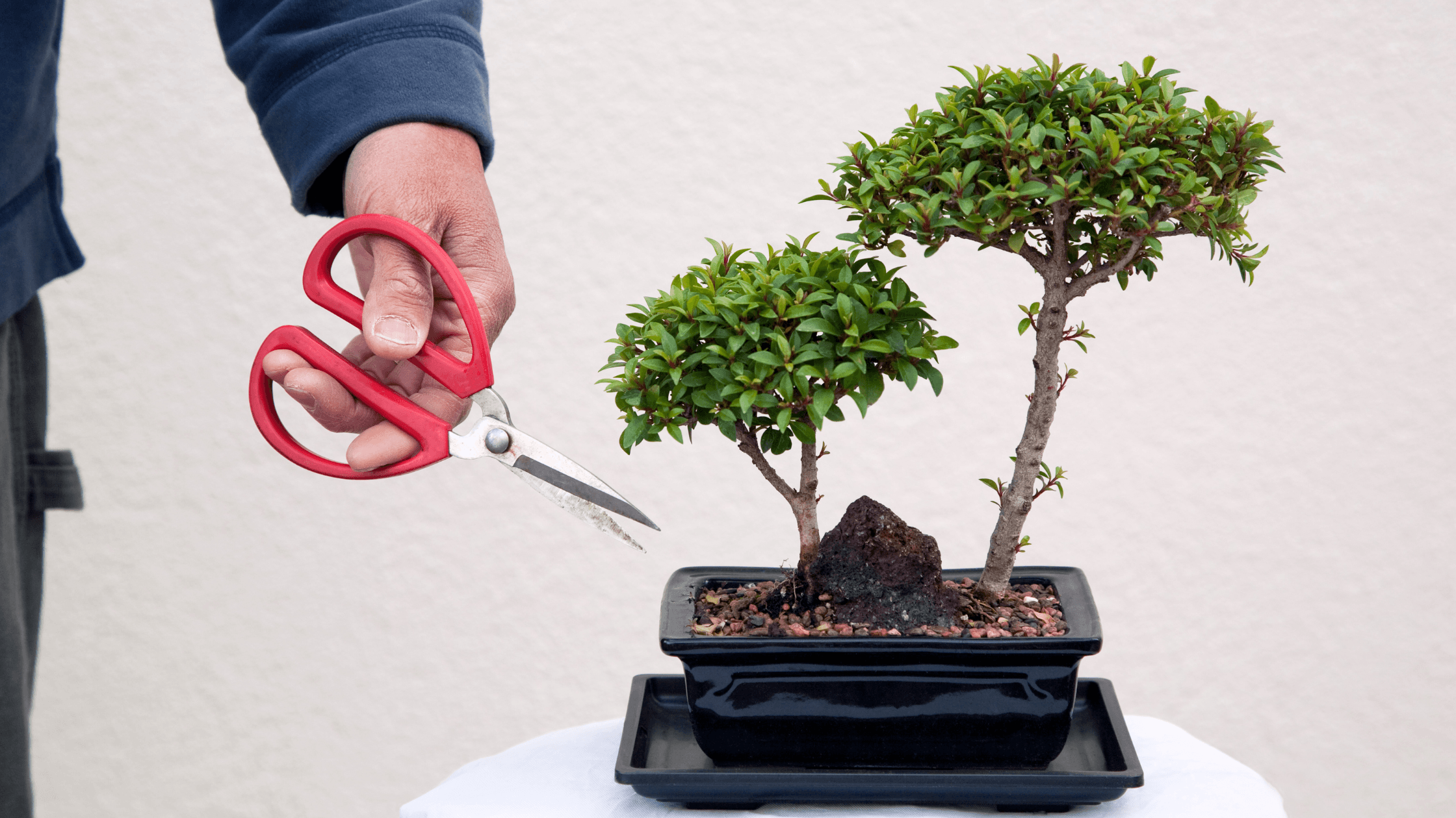como cuidar de bonsai