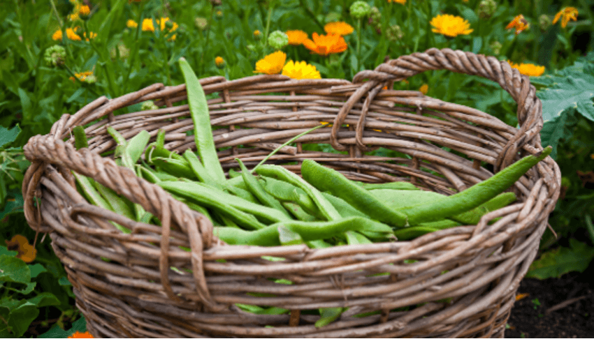 tarefas agrícolas favas