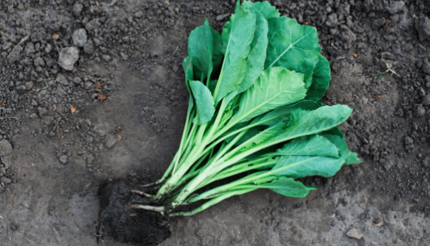 tarefas agrícolas_couves