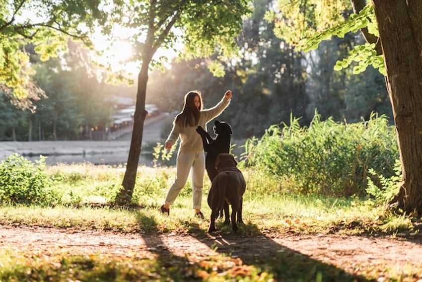 plantas para animais de companhia