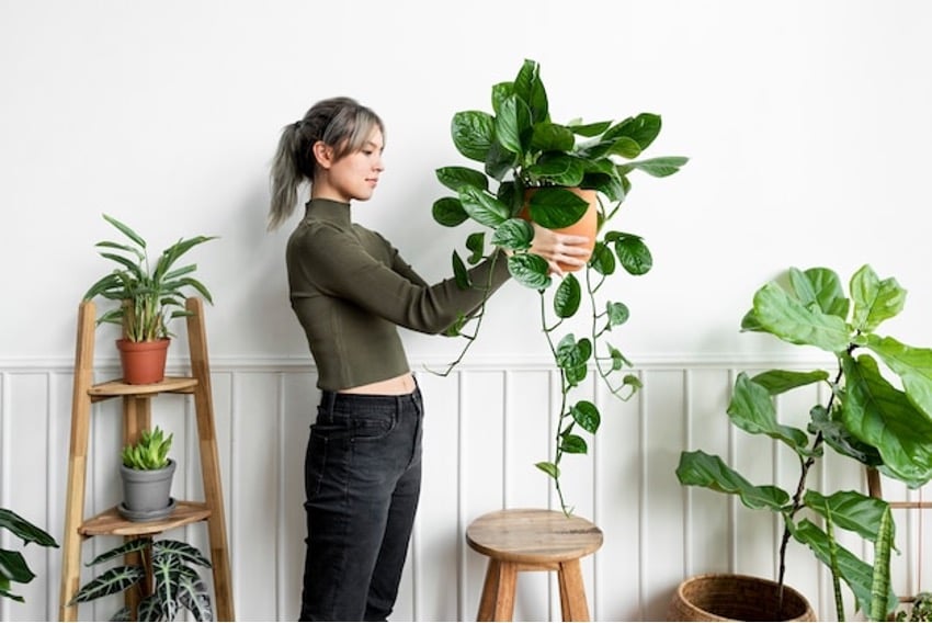 plantas para animais de companhia
