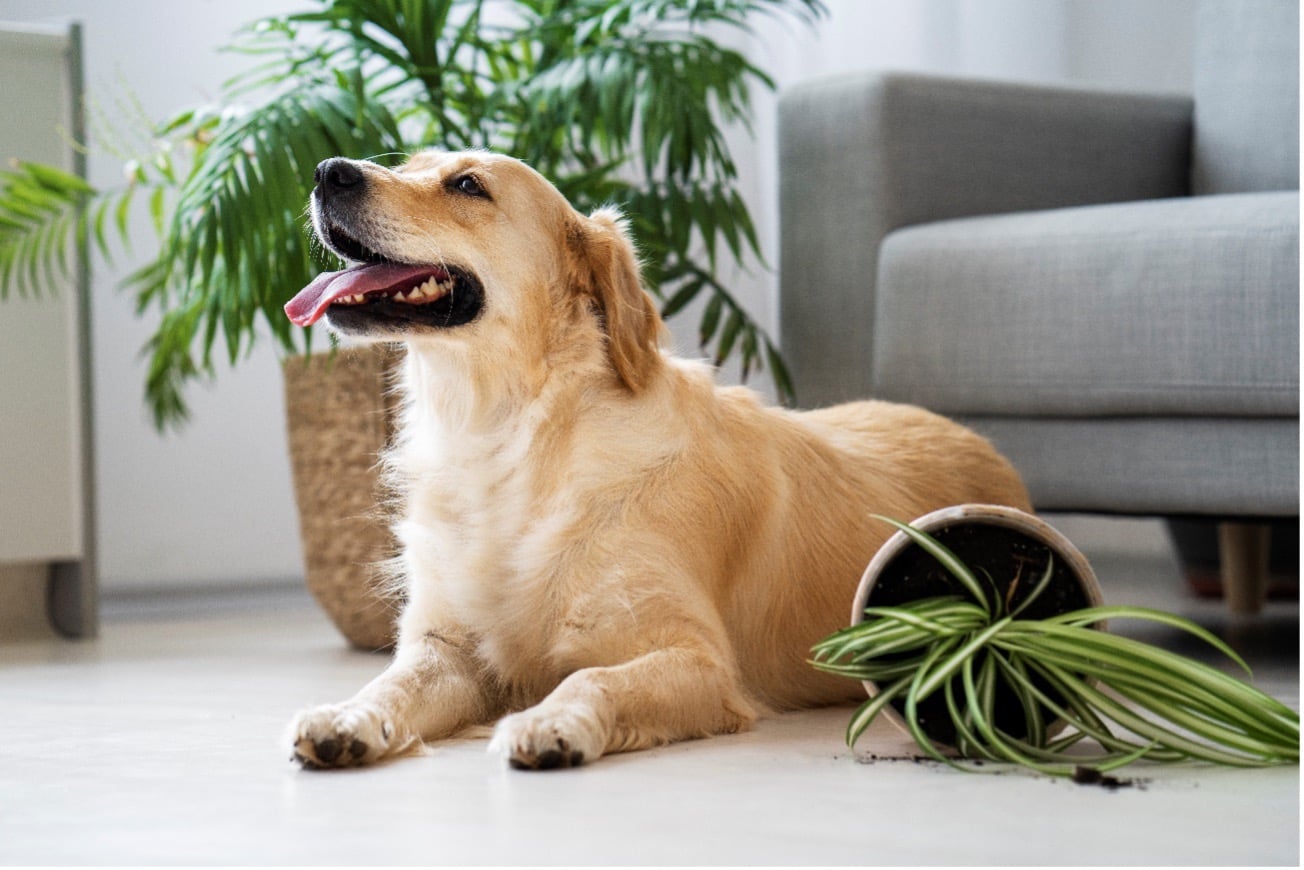 plantas boas para animais de companhia