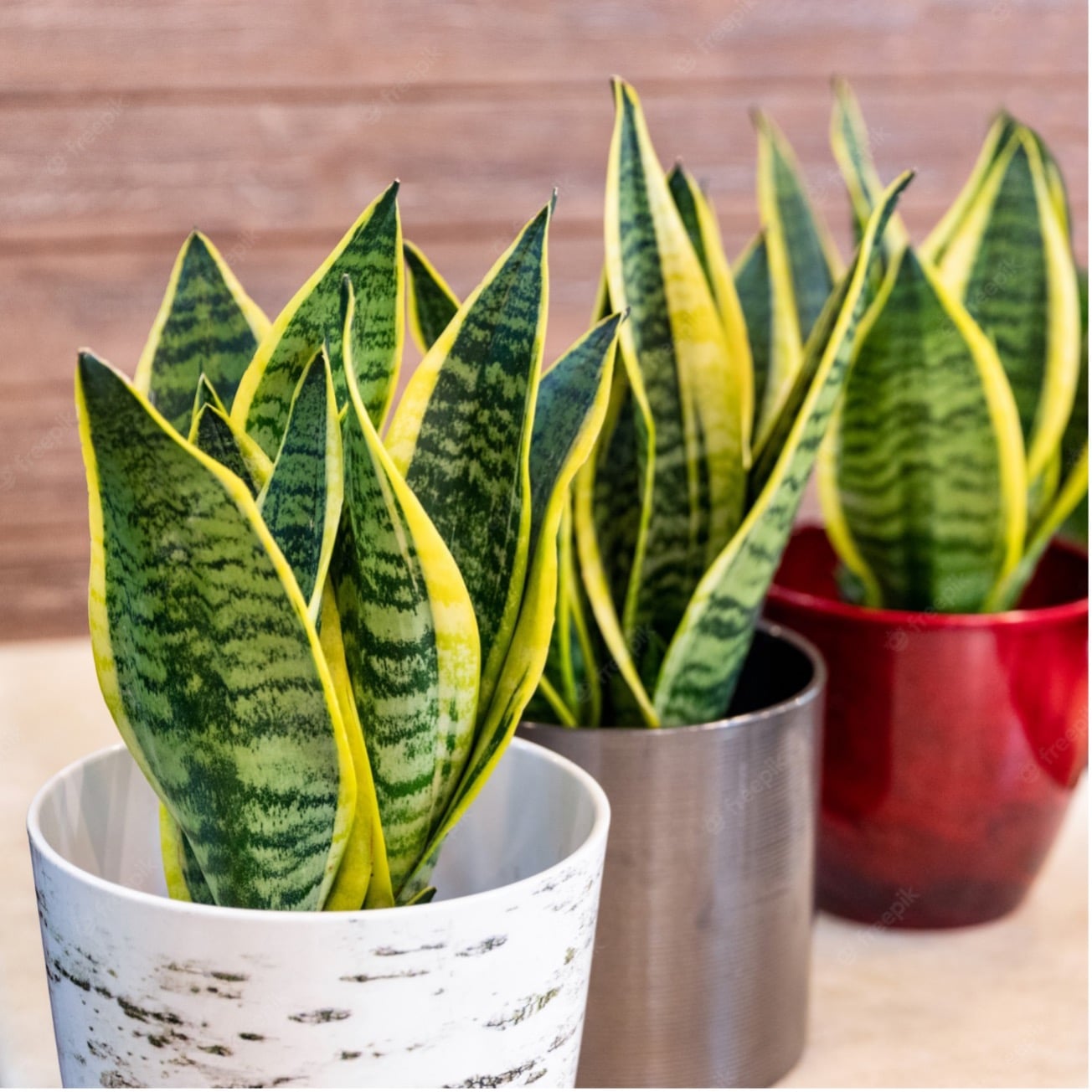plantas para escritório