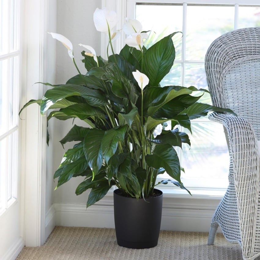 Plantas para escritório ambiente fechado