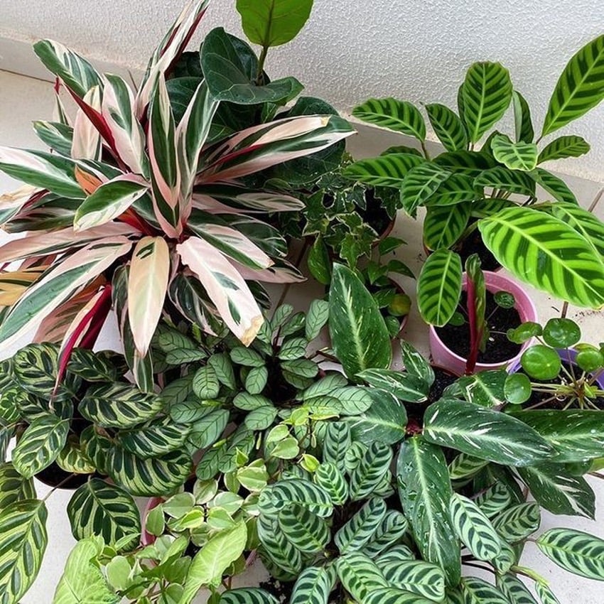 Plantas para escritório ambiente fechado