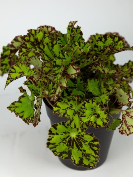 plantas para escritório quais as mais adequadas