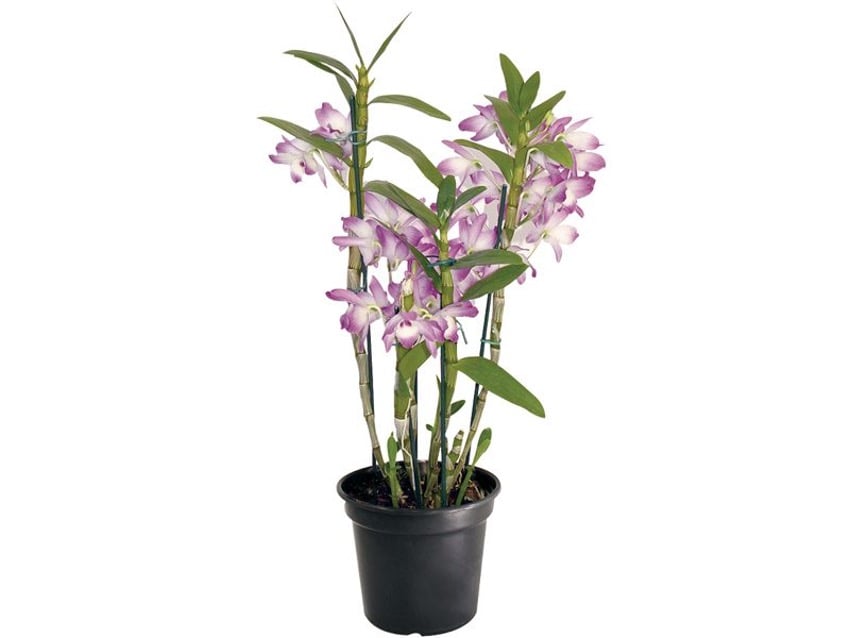 plantas para escritório
