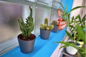 Como cuidar de plantas de interior