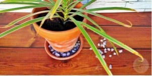 Plantas de interior fáceis de cuidar
