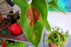 como cuidar das plantas de interior