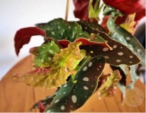 cuidar de plantas de interior