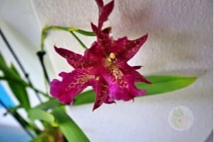 como cuidar de plantas de interior