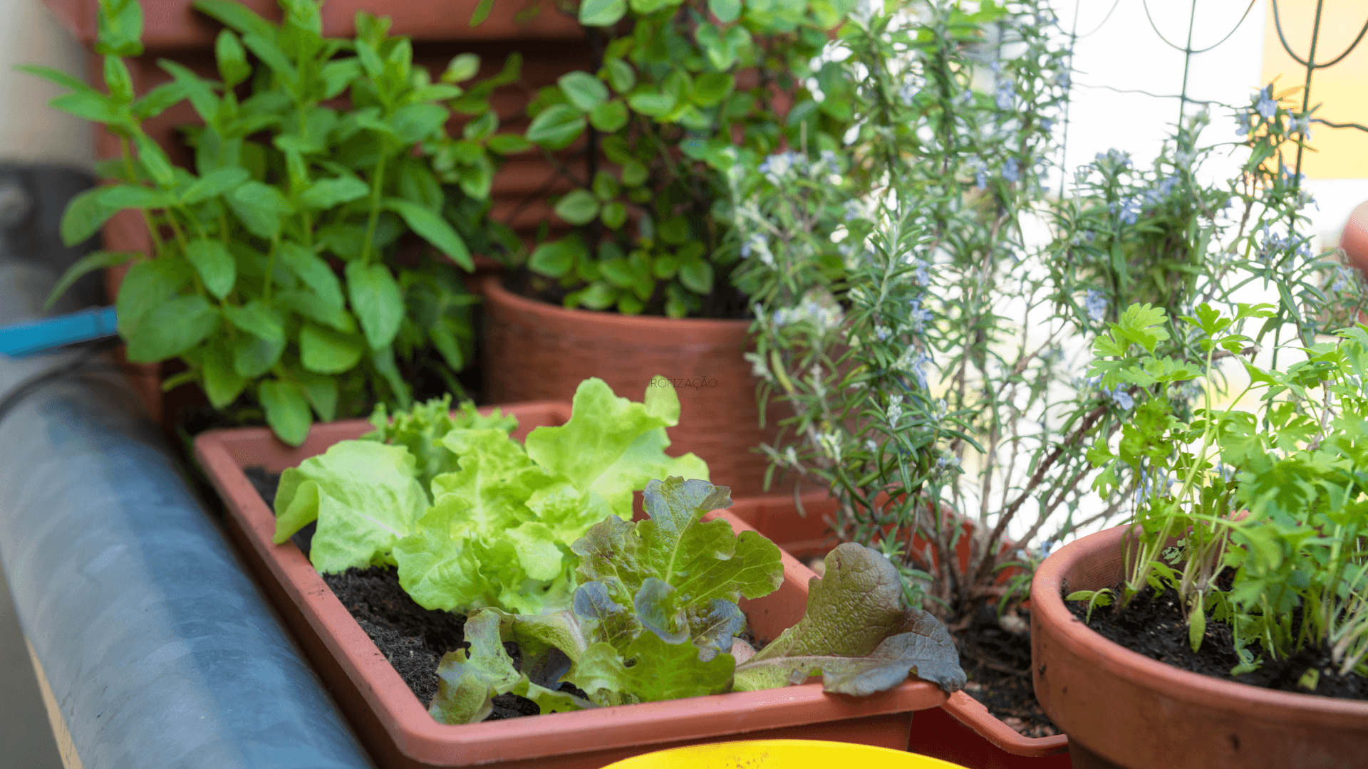 como cultivar alecrim