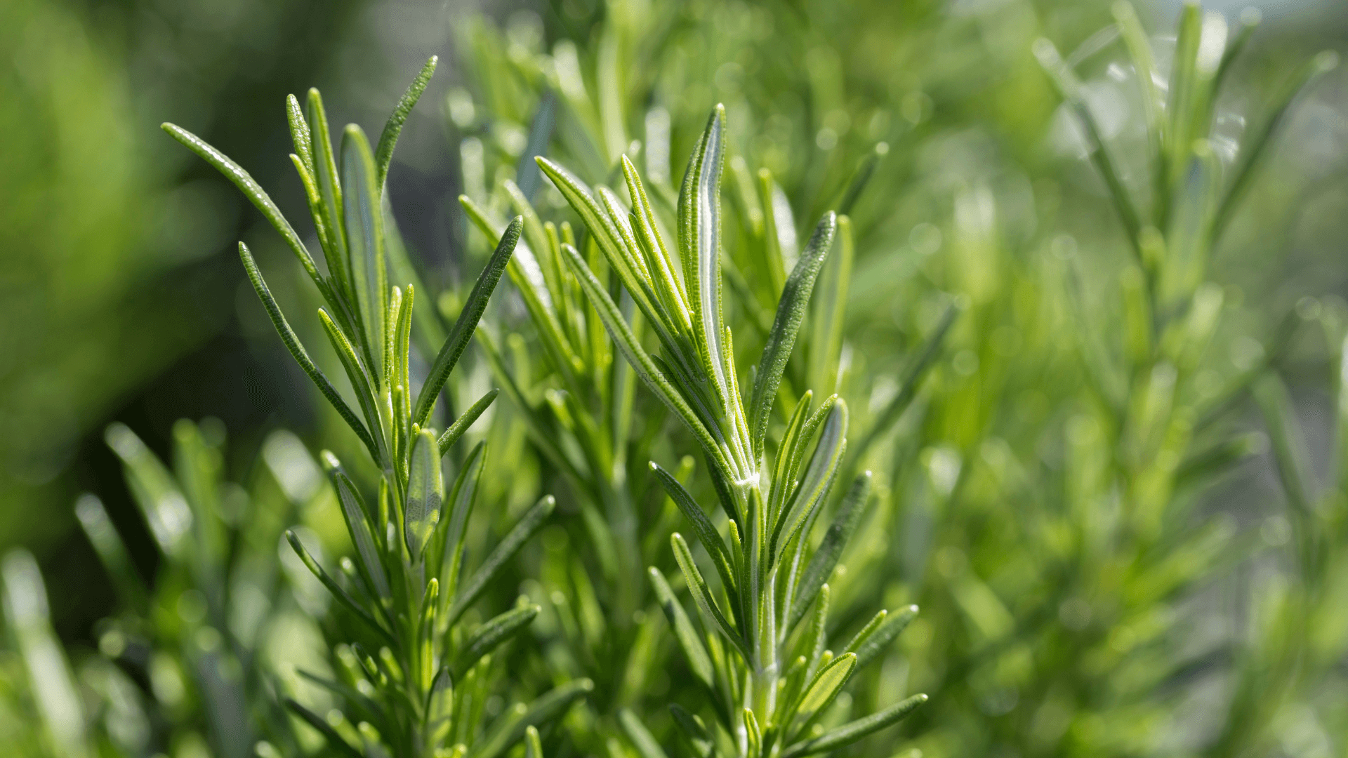 cultivar alecrim na horta
