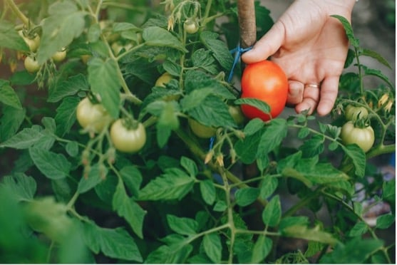 culturas de primavera para plantar