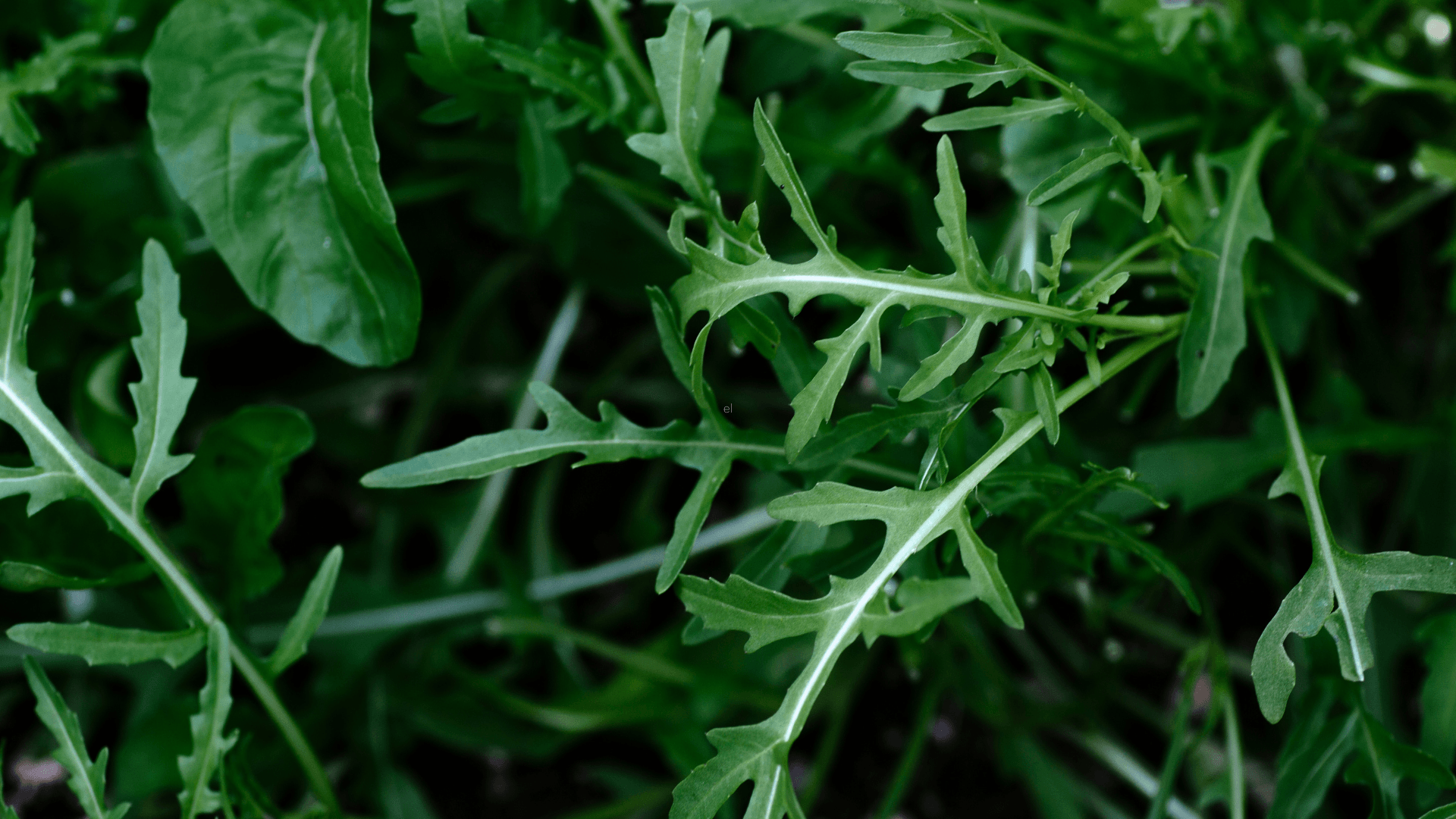 como cultivar rucula