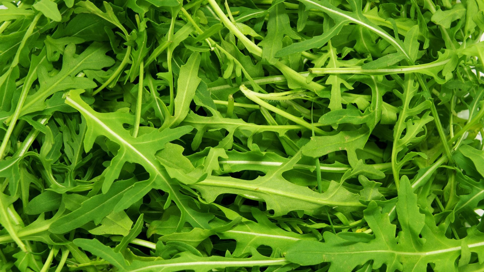 cultivar rucula