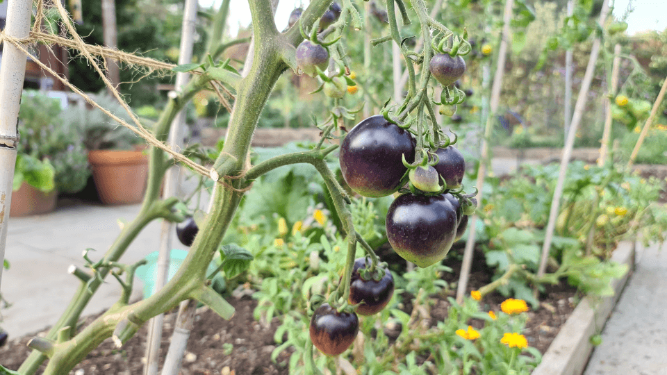 tomate azul