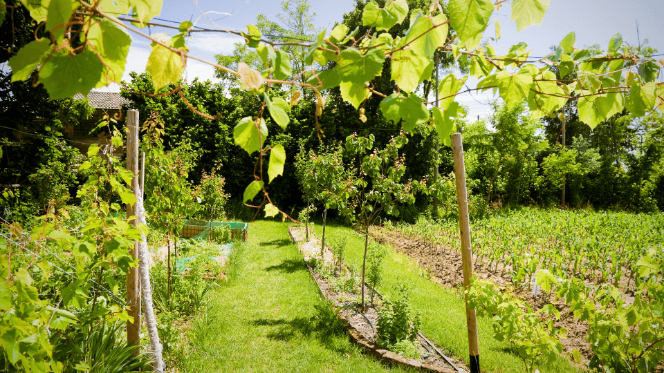 curso horta biológica