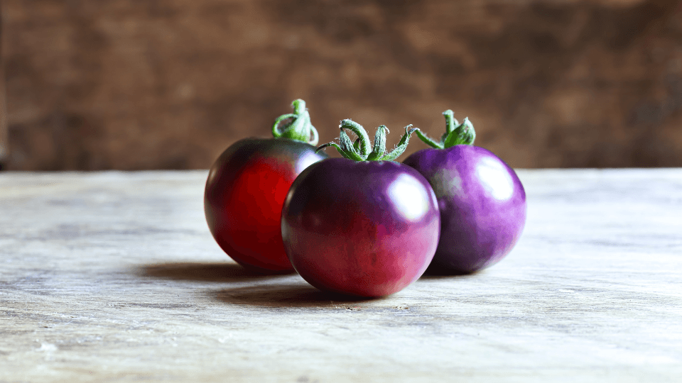 sementes de tomate azul