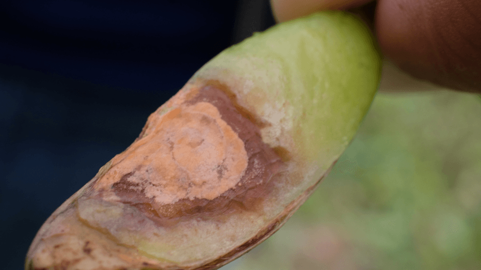 fusarium ervilha horta