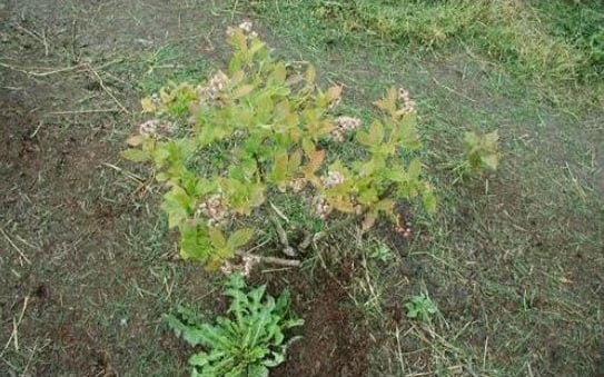 doenças horta