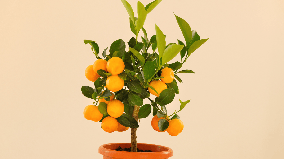 árvores de fruto anãs em Portugal
