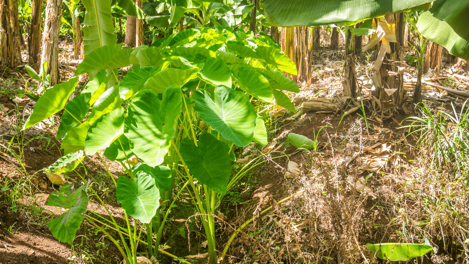 como cultivar inhame