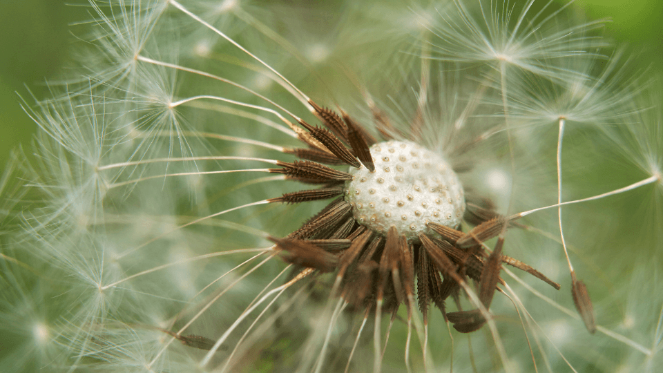 dente de leão planta