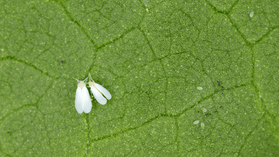 mosca branca