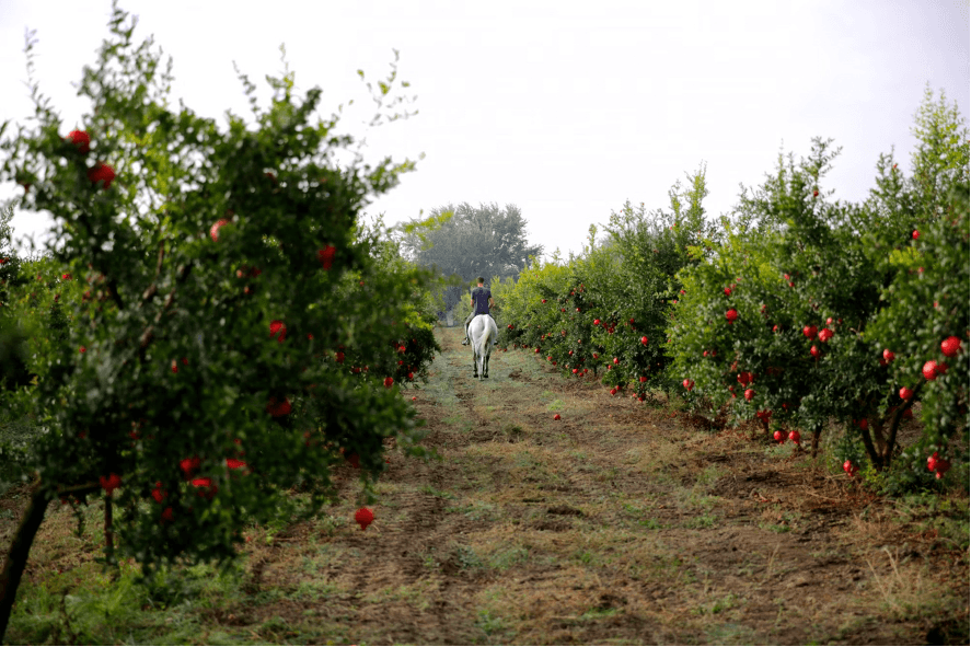 como podar árvores de fruto