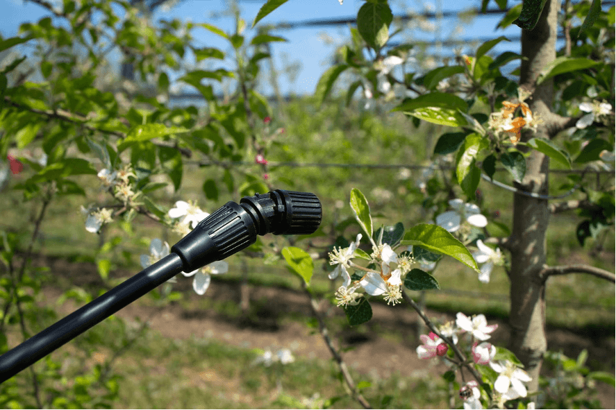 pragas nas árvores de fruto