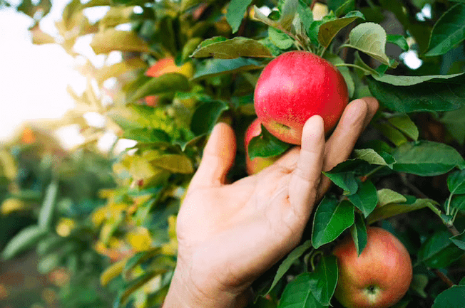 dicas árvores de fruto