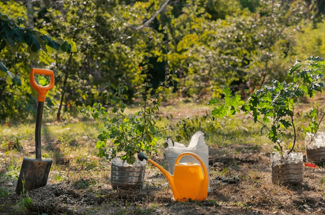 como escolher árvores de fruto