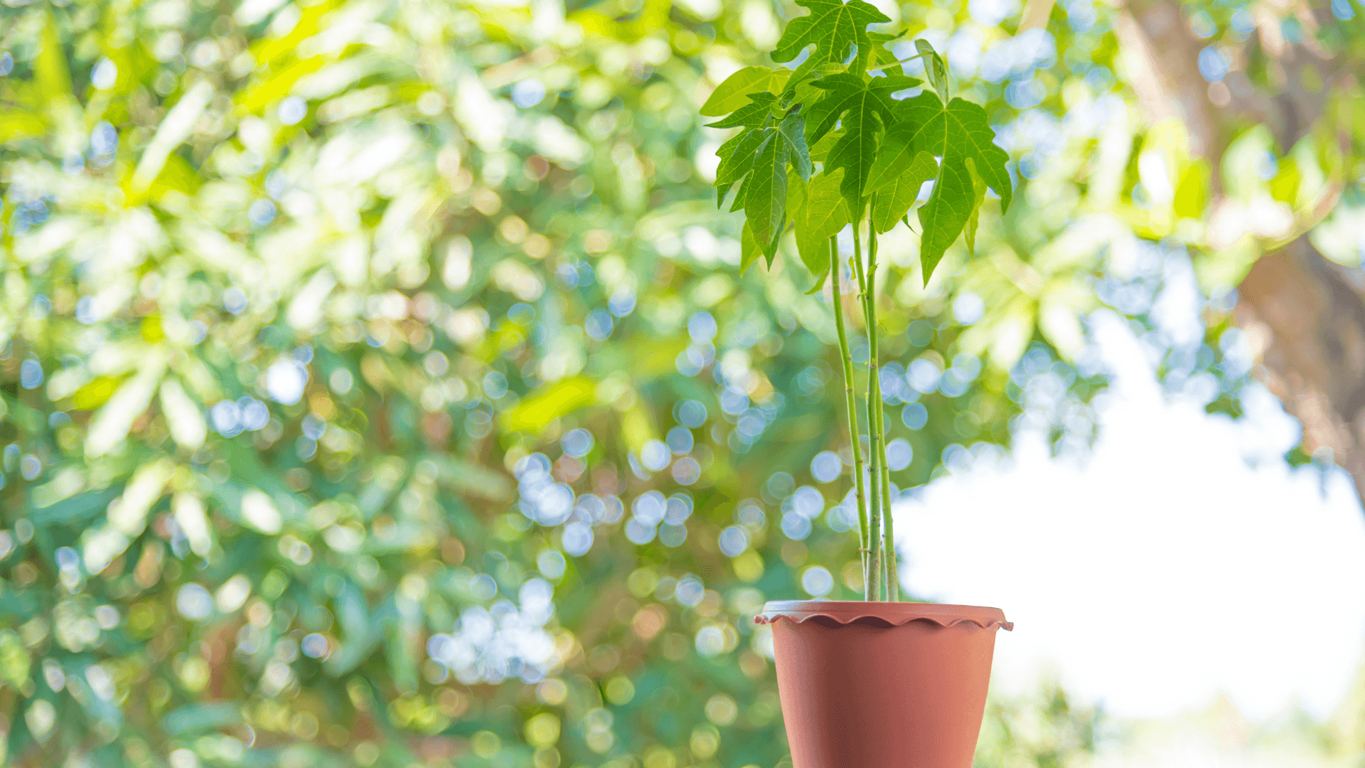 como cultivar papaia em vaso