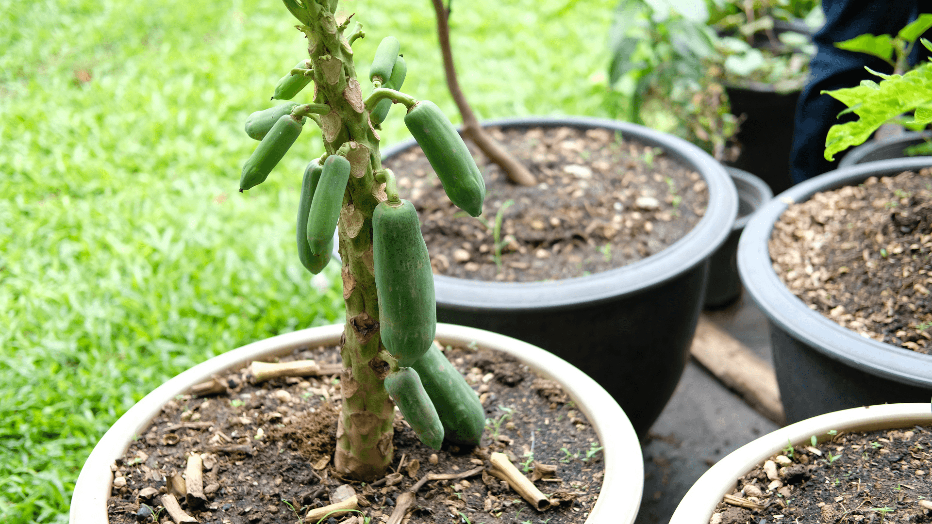 como cultivar papaia