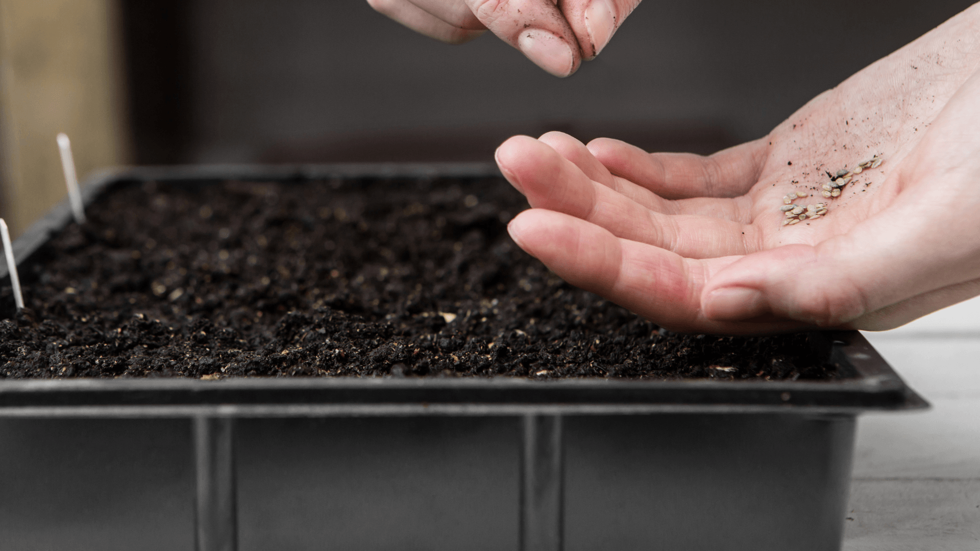 semear ou comprar plantas