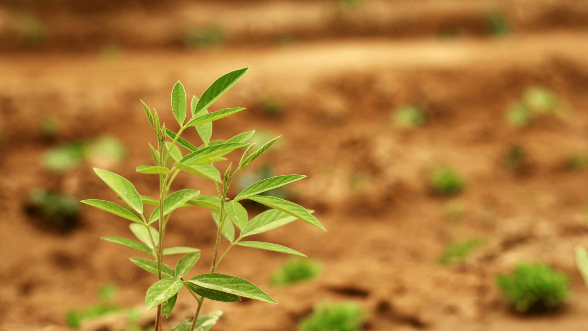 lentilha planta