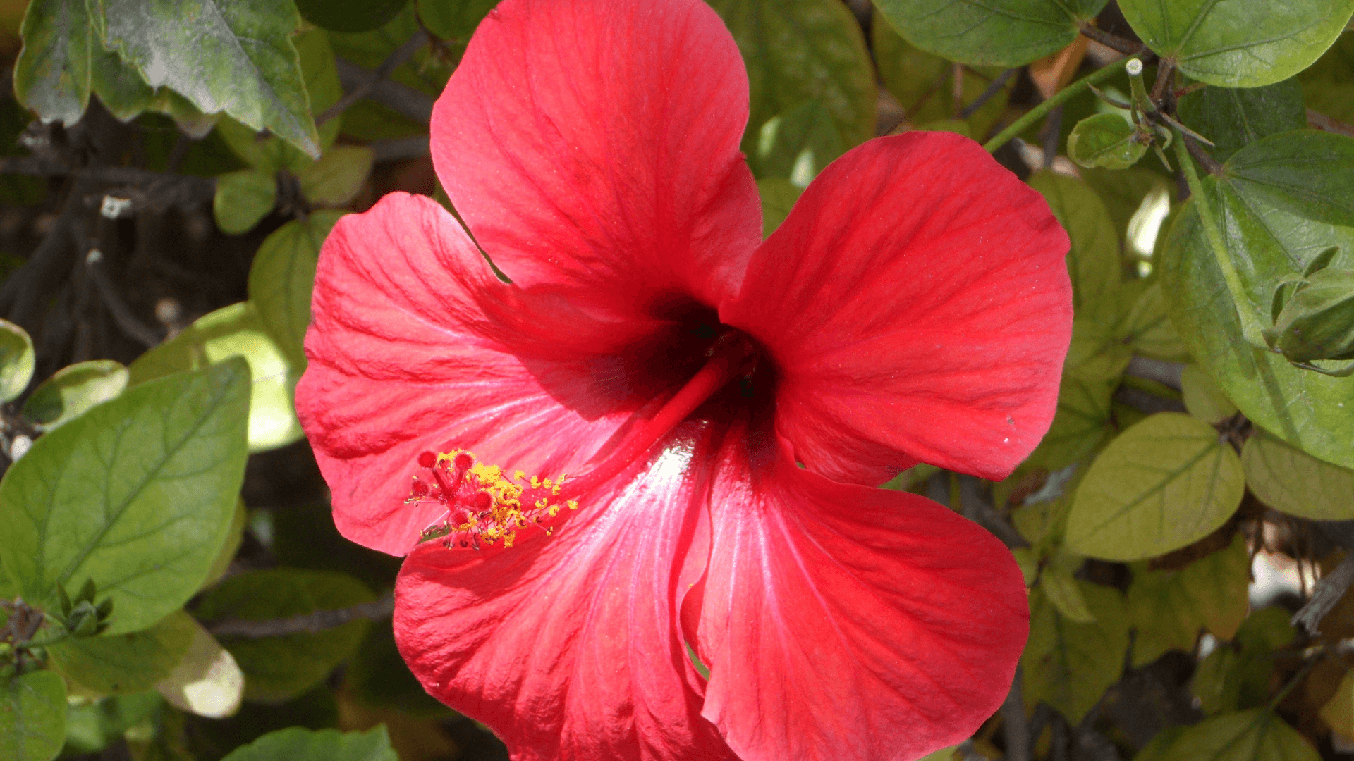 flores ricas em néctar