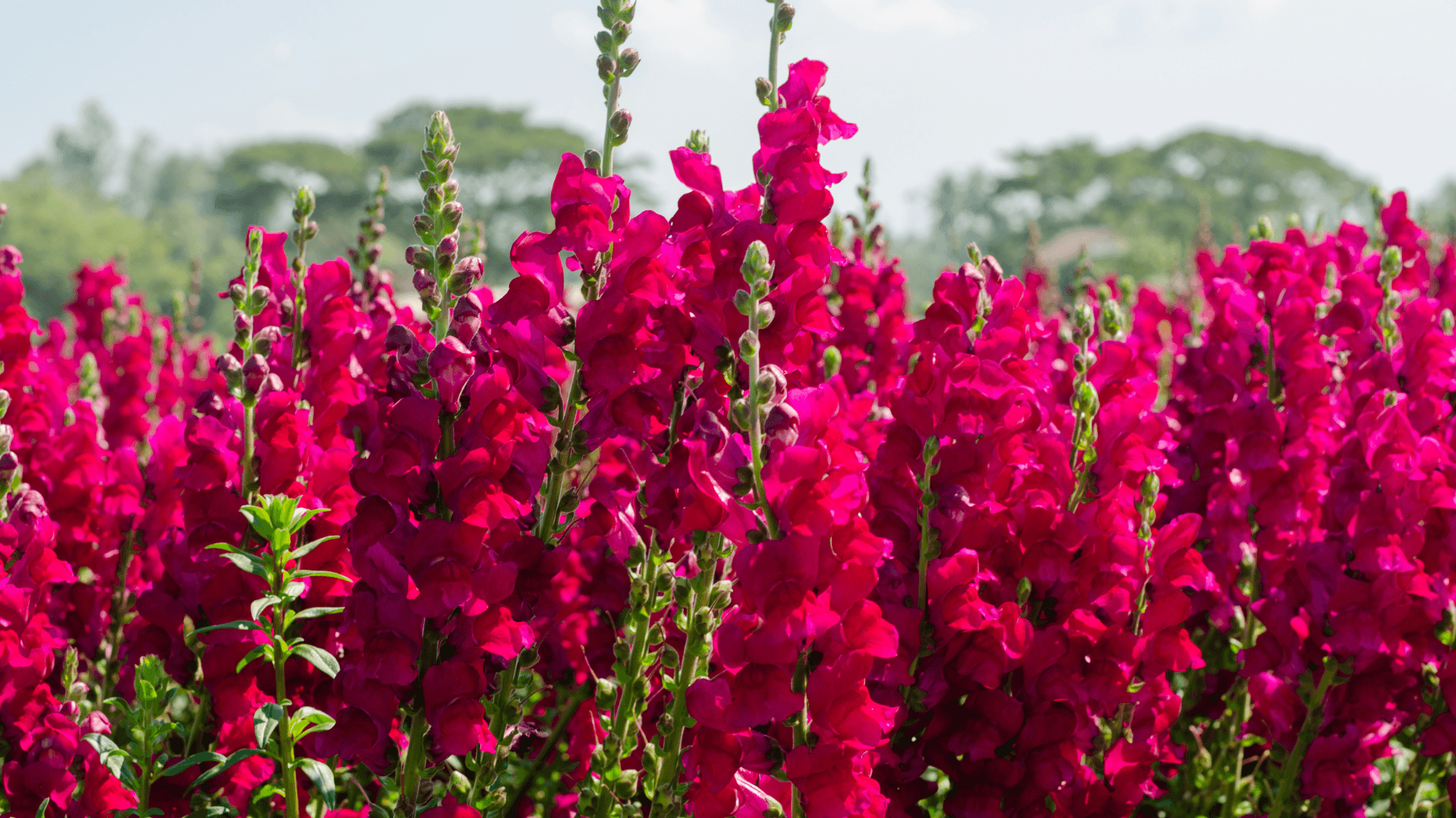 flores polinização