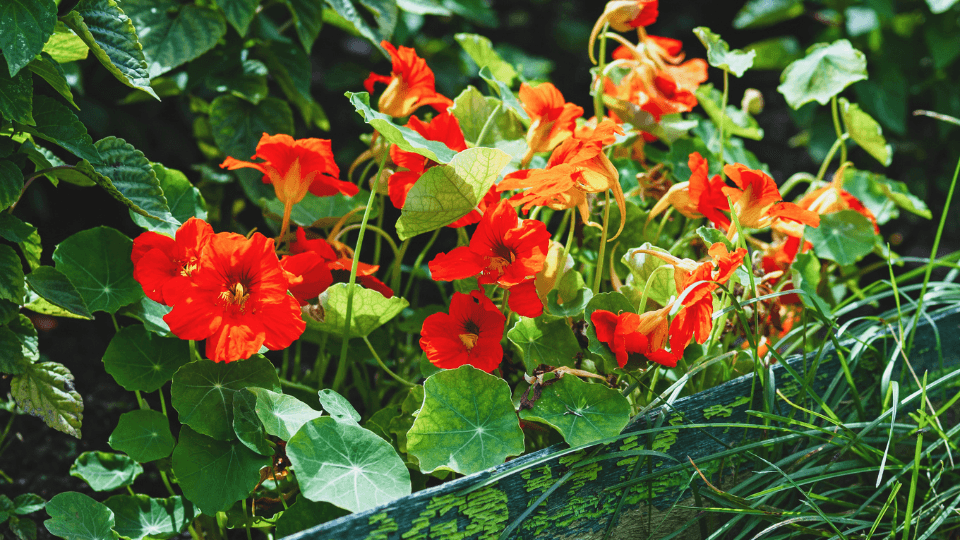 flores capuchinhas