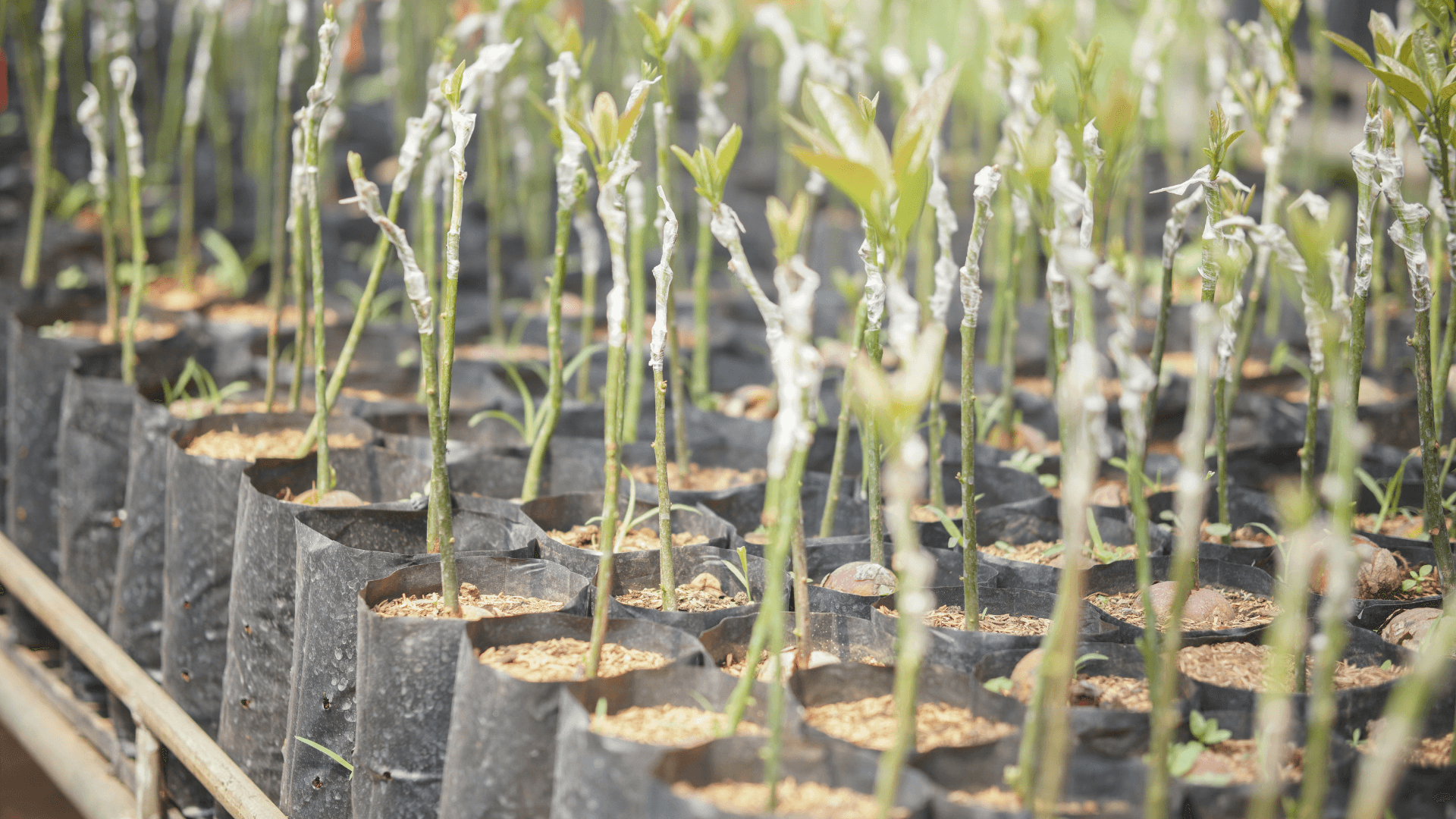 comprar plantas viveiro