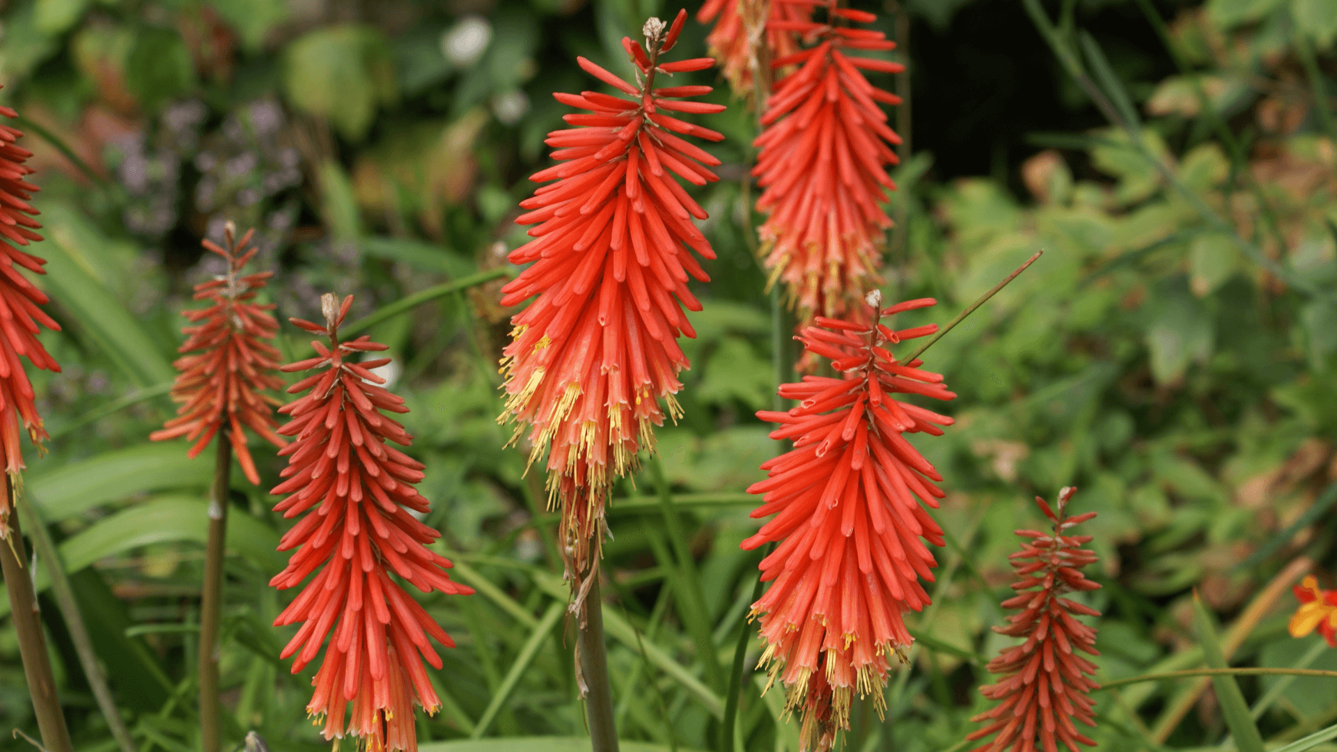 polinização nectar