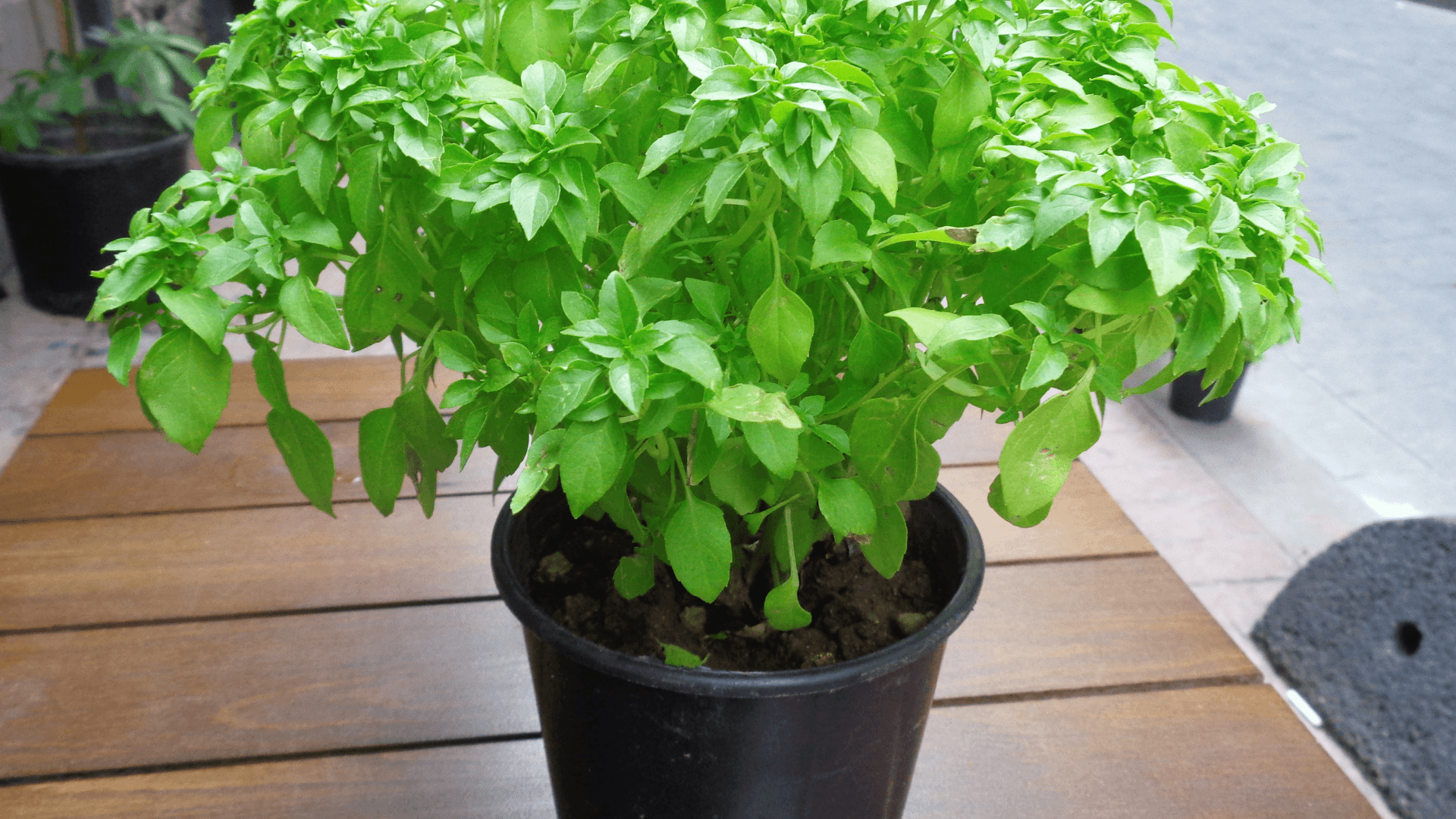 como escolher o melhor local para o cultivo de manjericão em vaso