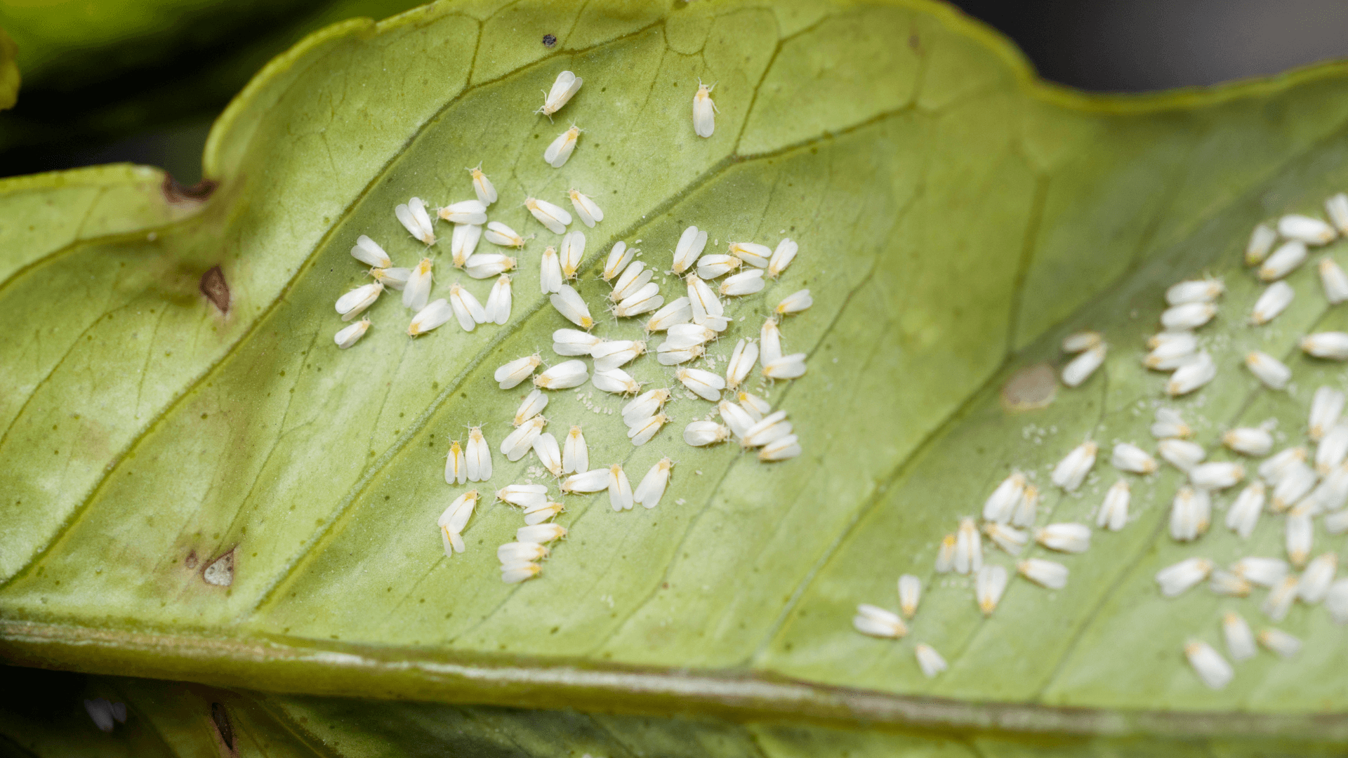 mosca branca