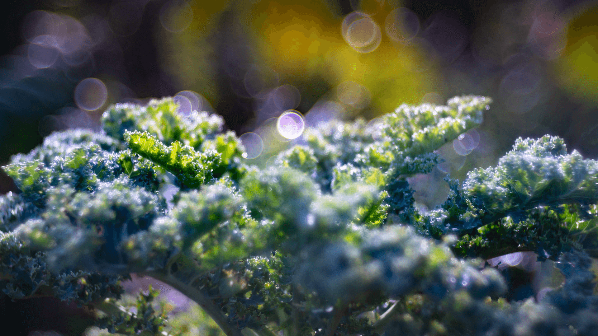 couve kale